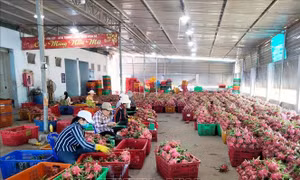 Tìm giải pháp phát triển sản xuất, tiêu thụ trái thanh long