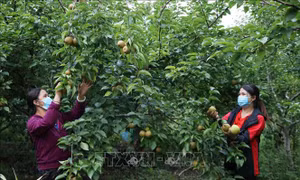 Phụ nữ vùng biên Lai Châu giúp nhau phát triển kinh tế