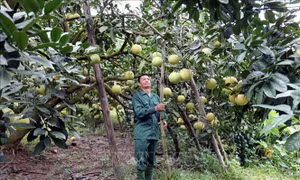 Bưởi đường - Cây thoát nghèo ở Tuyên Quang