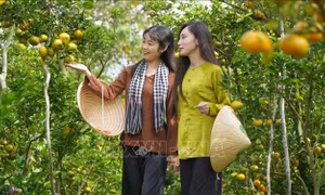 Quýt hồng Đồng Tháp vào mùa đón khách