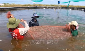Kiên Giang phát triển nuôi tôm theo hướng sản xuất hàng hóa