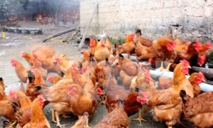Thanh Hóa khẩn trương dập dịch cúm gia cầm A/H5N6
