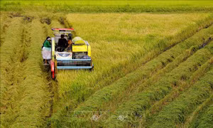 Lúa Đông Xuân sớm ở Hậu Giang mất giá, năng suất thấp