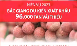 Niên vụ 2023: Bắc Giang dự kiến xuất khẩu 96.000 tấn vải thiều