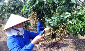 Phát triển vùng nhãn đặc sản Hưng Yên theo tiêu chuẩn VietGAP