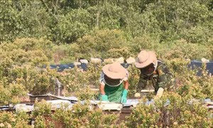 Ninh Bình: Mùa mật ong sú vẹt vào vụ