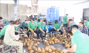 Dấu ấn mới trong xuất khẩu rau quả Việt Nam