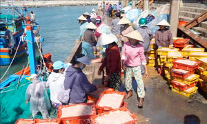 Ngư dân Bình Định trúng đậm ruốc biển đầu năm mới