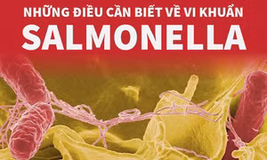 Những điều cần biết về vi khuẩn Salmonella