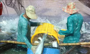 Đồng Tháp: Phấn đấu 100% cơ sở nuôi cá tra được số hóa mã nhận diện