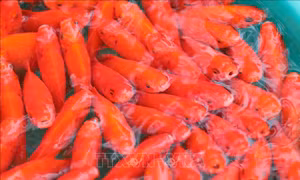 Thị trường hàng hóa dồi dào phục vụ ngày ông Công, ông Táo