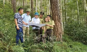 Đòn bẩy phát triển trung du, miền núi Bắc Bộ - Bài 1: 'Lá phổi xanh' của Tổ quốc