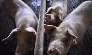 Nghi rò rỉ phòng thí nghiệm gây bùng phát dịch tả lợn ở Tây Ban Nha