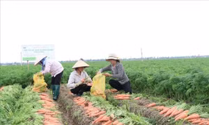 Cấp 20 mã số vùng trồng rau đủ tiêu chuẩn xuất khẩu