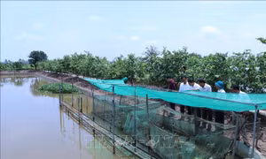 Hiệu quả các mô hình thu gom, xử lý rác thải ngay tại hộ gia đình
