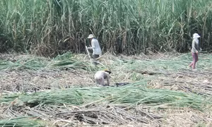 Người trồng mía ở Trà Vinh lại 'méo mặt' vì thua lỗ nặng