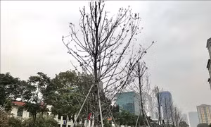 Đêm 20/6, Hà Nội dự kiến hoàn thành đánh chuyển hàng trăm cây phong lá đỏ