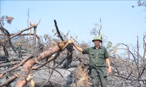 'Nỗi đau' của rừng