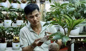 Biến dừa khô thành bonsai tiền triệu