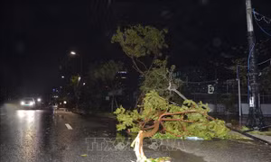 Bình Phước: Mưa lớn, gió giật mạnh làm cây xanh gãy, đè trúng ô tô
