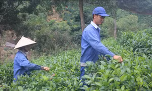 Nâng cao kỹ năng lao động trong khu vực hợp tác xã