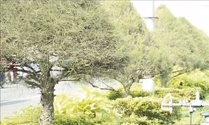 Công ty cây xanh Công Minh trúng thầu nhiều dự án trị giá hàng chục tỷ đồng tại Đồng Tháp