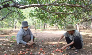 Giá điều tăng cao, nông dân vẫn kém vui vì mất mùa