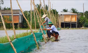 Khởi động mô hình nuôi trữ cá mùa nước nổi