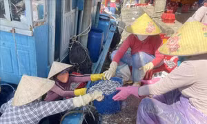 Ngư dân trúng đậm 'lộc biển' ngày đầu Xuân