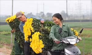 Làng hoa Tây Tựu hối hả đón Tết Canh Tý