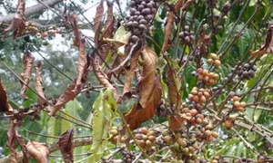 Nấm 'nhảy gen' - Hiểm họa đe dọa ngành cà phê toàn cầu