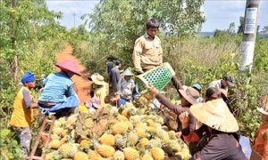 Nông dân trồng dứa 'hụt hơi' vì thiếu nơi tiêu thụ