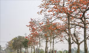 Đỏ rực trời mùa hoa gạo tháng Ba