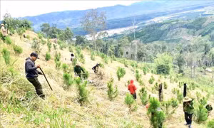 Gia Lai ì ạch trồng rừng