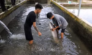 Sớm quy hoạch bài bản cho phát triển nghề nuôi cá tầm