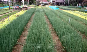 Làng nghề trồng rau truyền thống Trà Quế, niềm tự hào của người dân Hội An