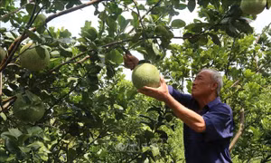 Cựu chiến binh triệu phú ở Chợ Gạo, Tiền Giang