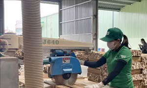 Ngành gỗ nỗ lực vượt khó - Bài cuối : Đồng bộ cho sản xuất và thương mại