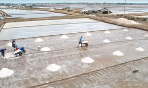 Phát triển bền vững nghề muối Bạc Liêu