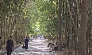 Rì rào tiếng tre Việt Nam giữa lòng Bắc Phi