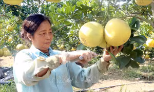 Trồng bưởi theo tiêu chuẩn VietGAP cho hiệu quả cao