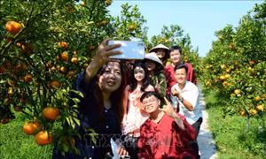 Nhà vườn quýt hồng Lai Vung mở cửa đón khách tham quan 