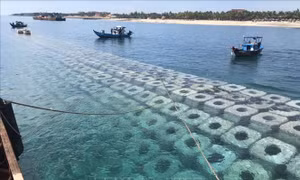 Khôi phục bờ biển Hội An bằng các giải pháp bền vững, thân thiện