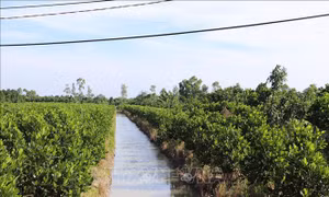 Chuyển đổi cây trồng, vật nuôi cho người dân vùng ngập lũ đầu nguồn