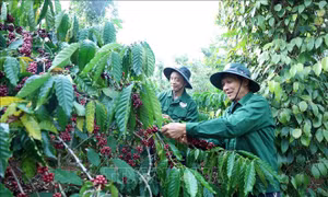'Tri thức trồng và chế biến cà phê Đắk Lắk' trở thành di sản văn hóa phi vật thể quốc gia