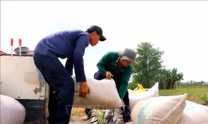 Xuất khẩu gạo trong tình hình mới - Bài 3: Liên kết nâng chất vựa lúa ĐBSCL