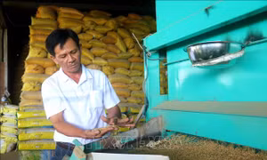 'Tỷ phú lúa giống' hai lần là nông dân Việt Nam xuất sắc