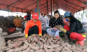 Nông dân lãi cao nhờ khoai lang được mùa, được giá