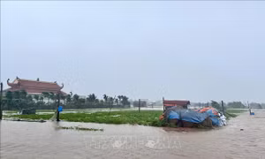 Bão số 3: Nhiều diện tích lúa, nuôi trồng thủy sản ở Ninh Bình ngập sâu