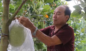 Khuyến khích nông dân xử lý rải vụ mít Thái